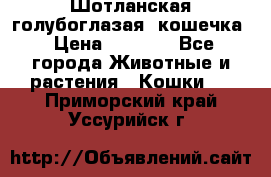 Шотланская голубоглазая  кошечка › Цена ­ 5 000 - Все города Животные и растения » Кошки   . Приморский край,Уссурийск г.